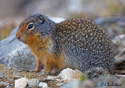 Spermophilus columbianus